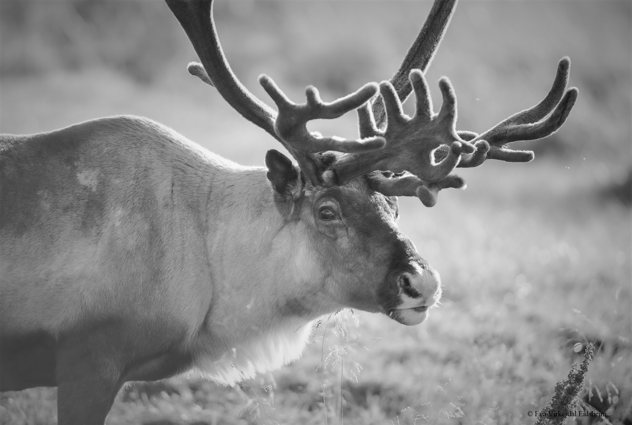 Fine art wildlife photography print titled Reindeer Seiland National Park I by Eva Eidsheim Photography. Showing a black-and-white portrait focusing on the towering and regal antlers of a reindeer in Seiland National Park, Northern Norway.photographer Eva Virkesdal Eidsheim