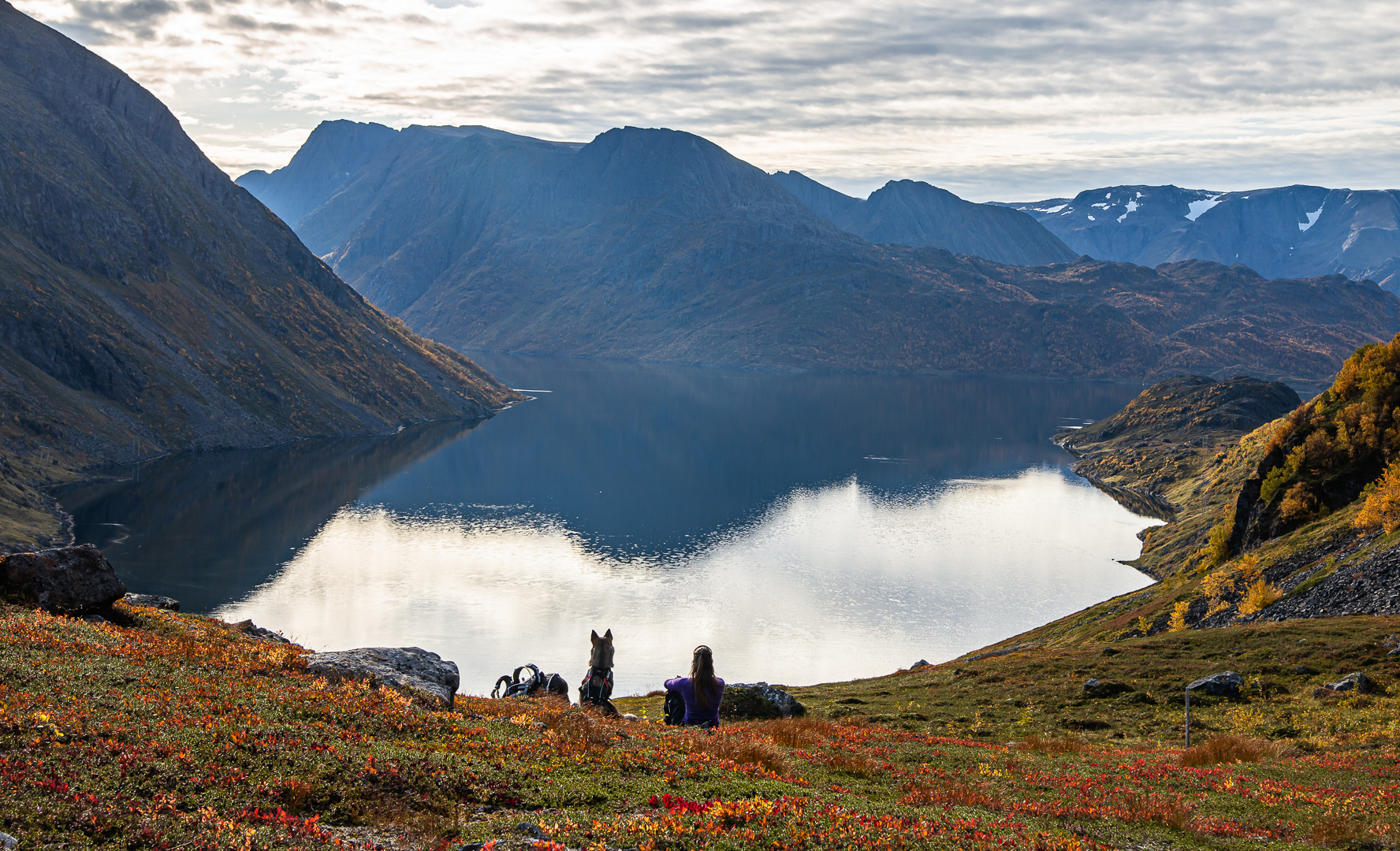 The world of wild reindeer