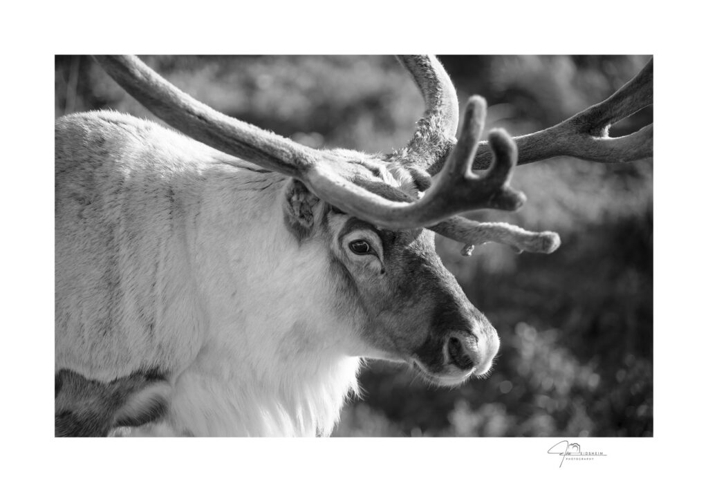 Fine Art Prints - Reindeer in morning light I The Norwegian photographer Eva Virkesdal Eidsheim