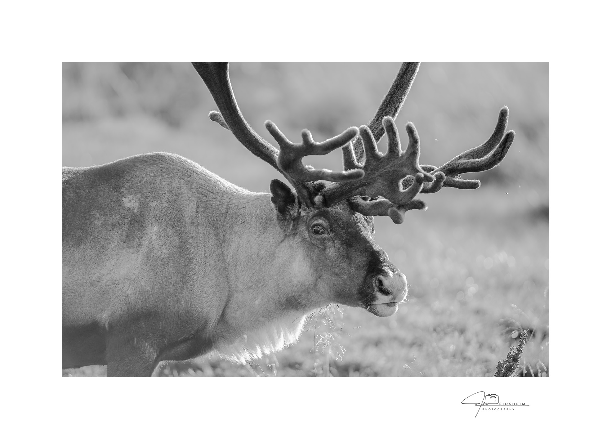 Fine Art Prints - Reinder, Seiland National Park I. The Norwegian photographer Eva Virkesdal Eidsheim