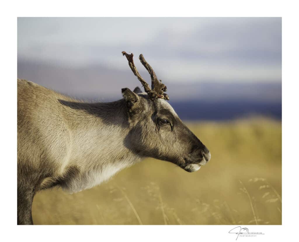 The young reindeer`s focus