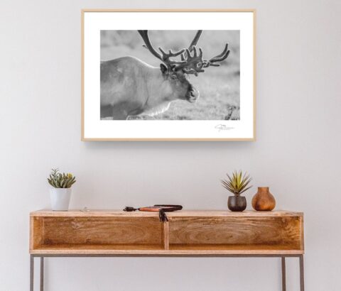 Reindeer in Seiland National Park I