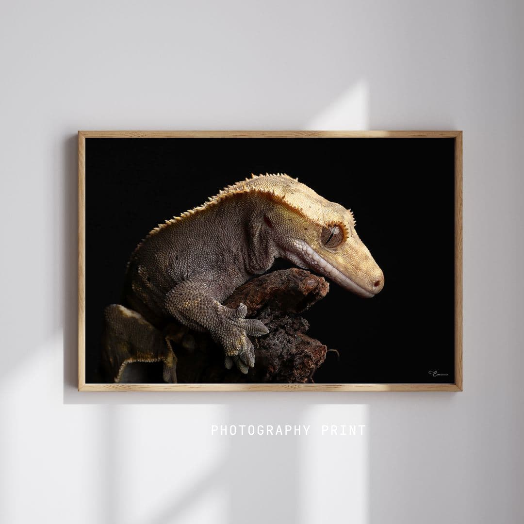 Fine Art Prints. Gecko III. Visit the gallery to the Norwegian photographer Eva