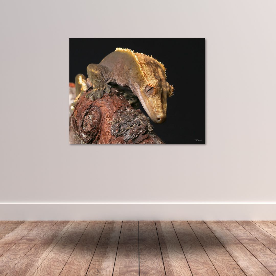Fine Art Prints. Gecko II. Visit the gallery to the Norwegian photographer Eva