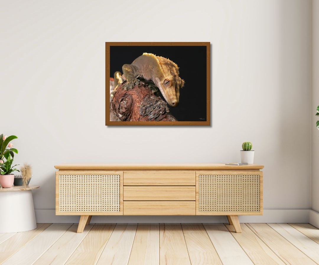 Fine Art Prints. Gecko II. Visit the gallery to the Norwegian photographer Eva