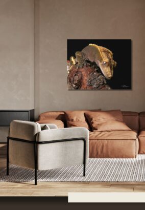 Fine Art Print - Gecko II . Visit the gallery to the norwegian photographer Eva Virkesdal Eidsheim.