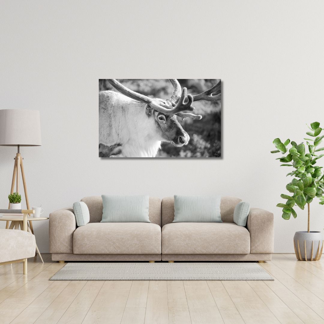 Fine Art Prints. Reindeer Seiland National Park II. Visit the gallery to the Norwegian photographer Eva Virkesdal Eidsheim.