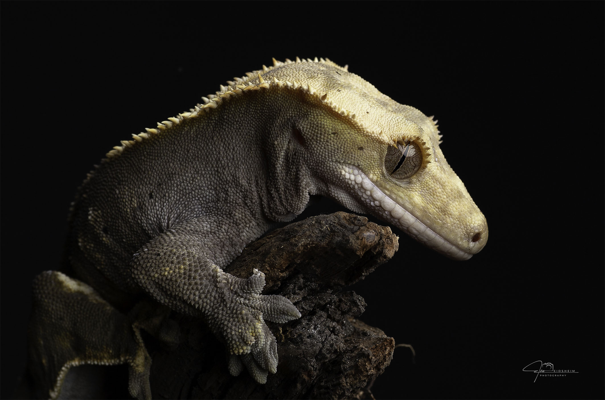 Discover Fine Art Photography for walls to transform your home, cabin or office. Shop online with Eva Eidsheim Photography.