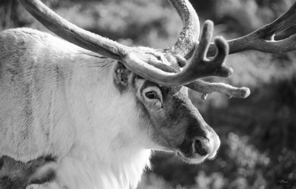 Fine Art Prints. Reindeer Seiland National Park II. Visit the gallery to the Norwegian photographer Eva Virkesdal Eidsheim.