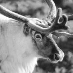 Fine Art Prints. Reindeer Seiland National Park II. Visit the gallery to the Norwegian photographer Eva Virkesdal Eidsheim.