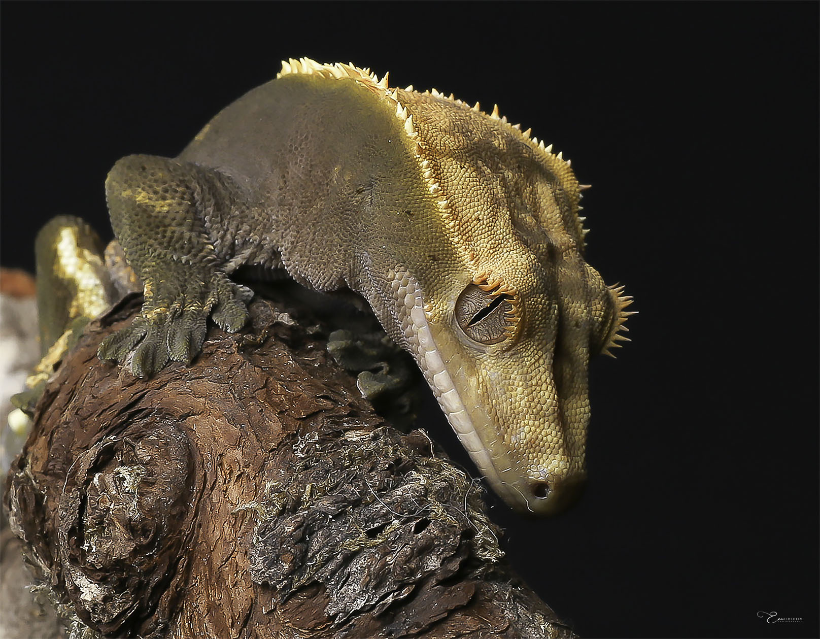 Fine Art Prints. Gecko II. Visit the gallery to the Norwegian photographer Eva