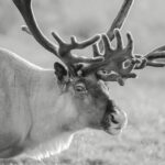 Fine Art Prints. Reindeer Seiland National Park I. Visit the gallery to the Norwegian photographer Eva Virkesdal Eidsheim.