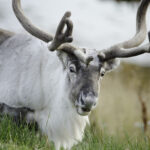 Fine Art Prints. Reindeer Seiland National Park III. Visit the gallery to the Norwegian photographer Eva Virkesdal Eidsheim.