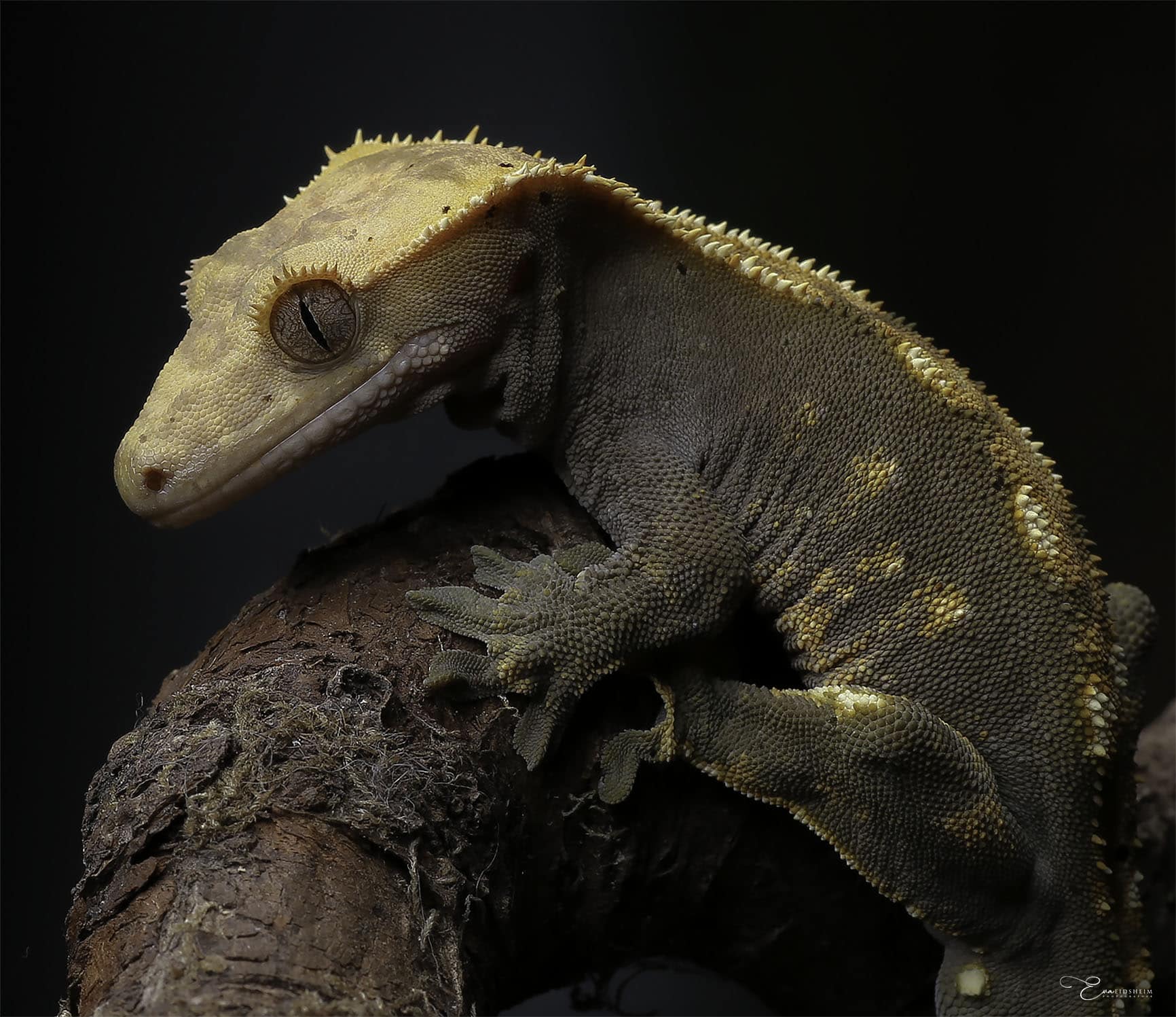 Vibrant gecko perched on a tree branch, showcasing detailed skin texture and natural colours.