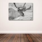 Fine Art Prints. Reindeer Seiland National Park I. Visit the gallery to the Norwegian photographer Eva Virkesdal Eidsheim.
