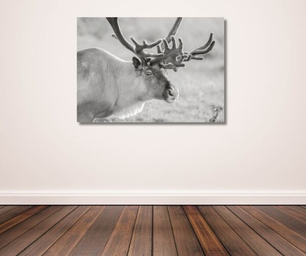 Fine Art Prints. Reindeer Seiland National Park I. Visit the gallery to the Norwegian photographer Eva Virkesdal Eidsheim.