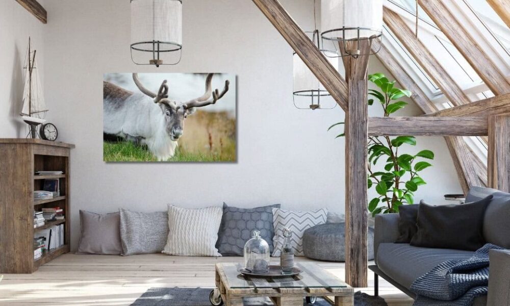 Fine Art Prints. Reindeer Seiland National Park III. Visit the gallery of the Norwegian photographer Eva Virkesdal Eidsheim.