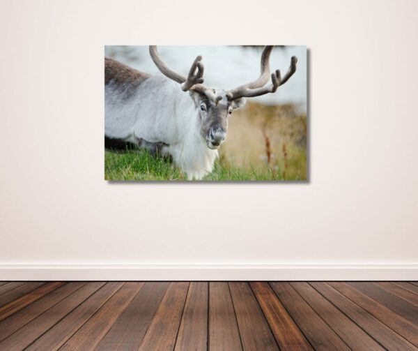 Fine Art Prints. Reindeer Seiland National Park III. Visit the gallery to the Norwegian photographer Eva Virkesdal Eidsheim.