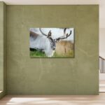 Fine Art Prints. Reindeer Seiland National Park III. Visit the gallery to the Norwegian photographer Eva Virkesdal Eidsheim.