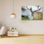 Fine Art Prints. Reindeer Seiland National Park III. Visit the gallery to the Norwegian photographer Eva Virkesdal Eidsheim.