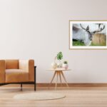 Fine Art Prints. Reindeer Seiland National Park III. Visit the gallery to the Norwegian photographer Eva Virkesdal Eidsheim.