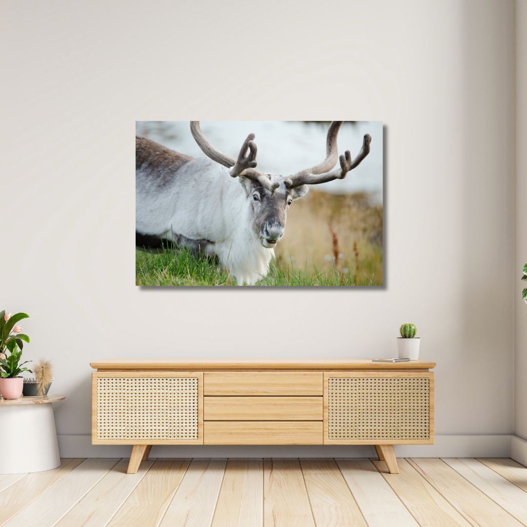 Fine Art Prints. Reindeer Seiland National Park III. Visit the gallery of the Norwegian photographer Eva Virkesdal Eidsheim.
