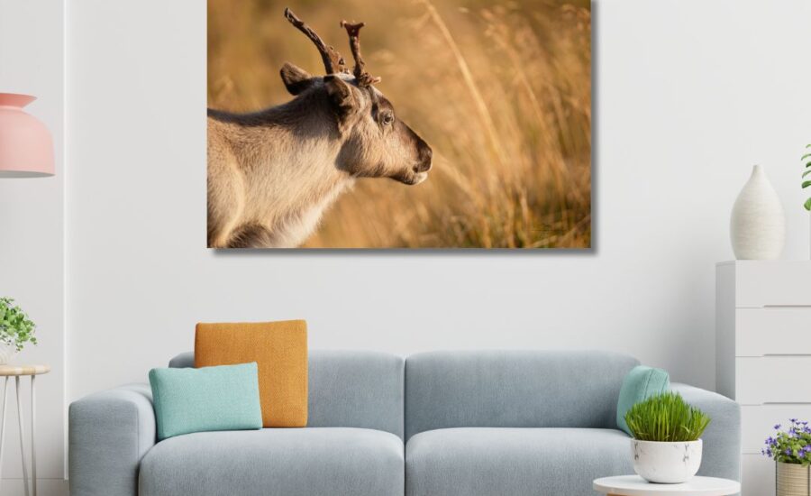 Fine Art Print - Young reindeer Finnmark III. Visit the gallery to the Norwegian photographer Eva Virkesdal Eidsheim.