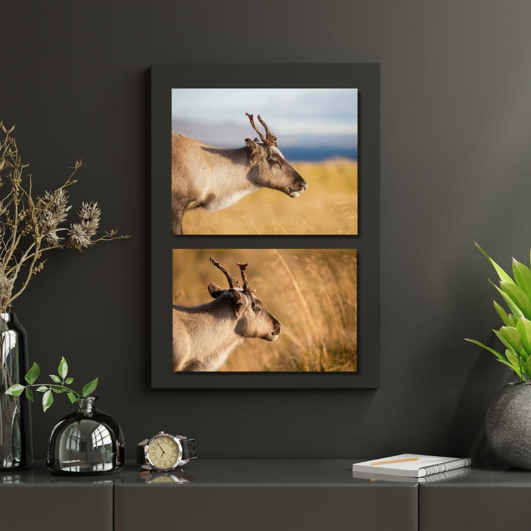 Fine Art Prints. Young reindeer Finnmark I. Visit the gallery to the Norwegian photographer Eva Virkesdal Eidsheim.