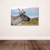 Fine Art Print - Young reindeer Finnmark II. Visit the gallery to the norwegian photographer Eva Virkesdal Eidsheim.