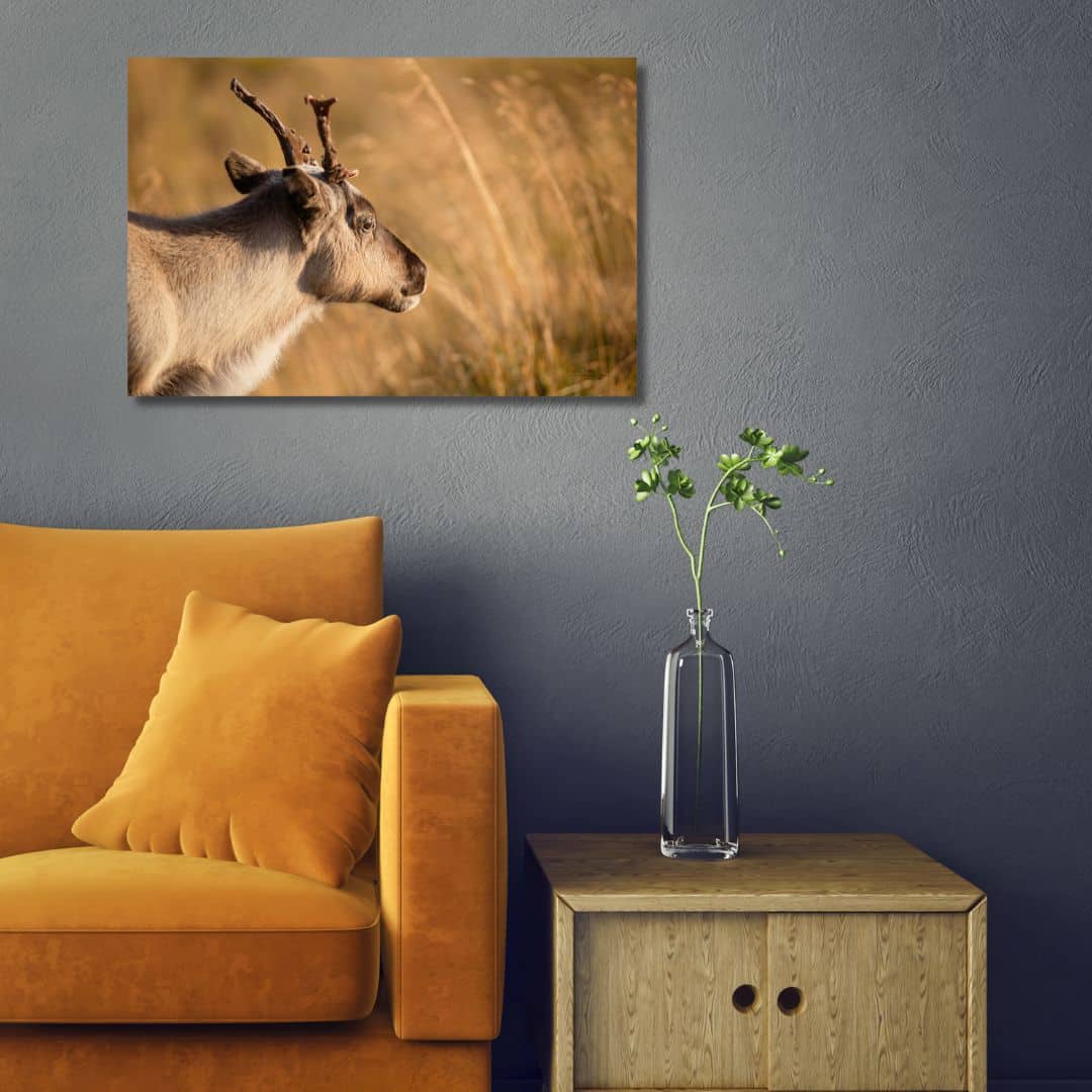 Fine Art Print - Young reindeer Finnmark III. Visit the gallery to the Norwegian photographer Eva Virkesdal Eidsheim.