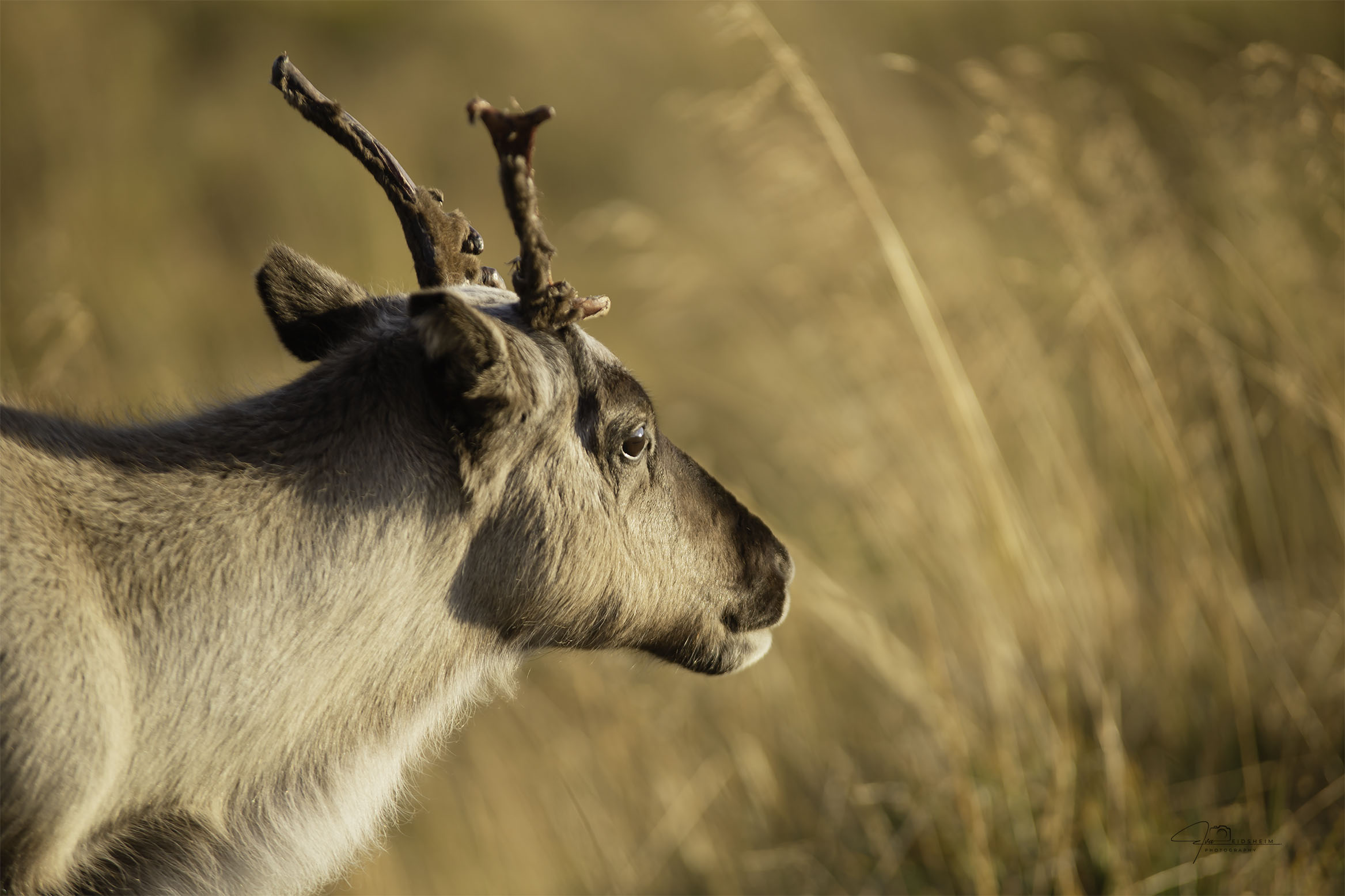 Fine Art Print - Young reindeer Finnmark III. Visit the gallery to the norwegian photographer Eva Virkesdal Eidsheim.