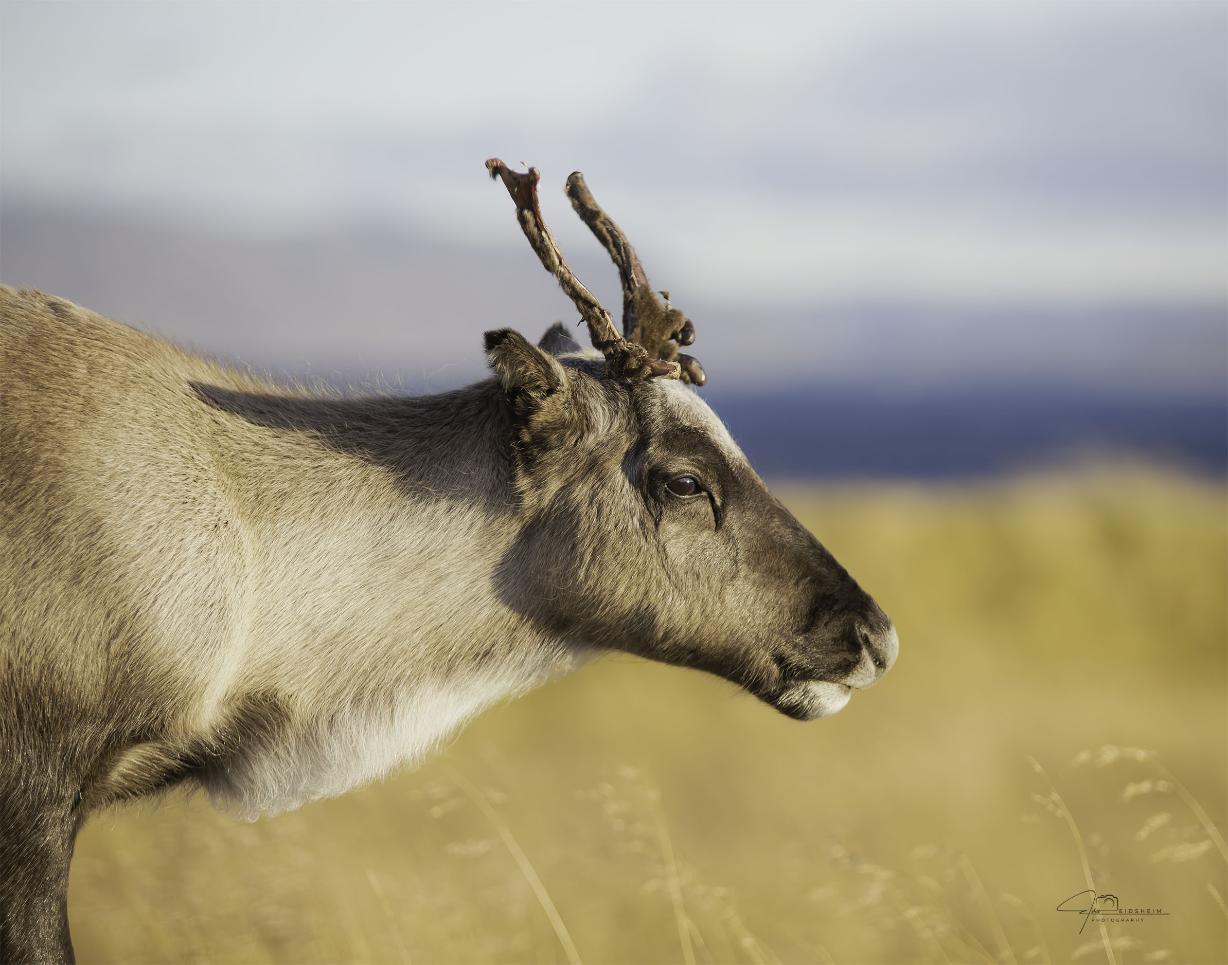 Fine Art Print - Young reindeer Finnmark I. Visit the gallery to the Norwegian photographer Eva Virkesdal Eidsheim.