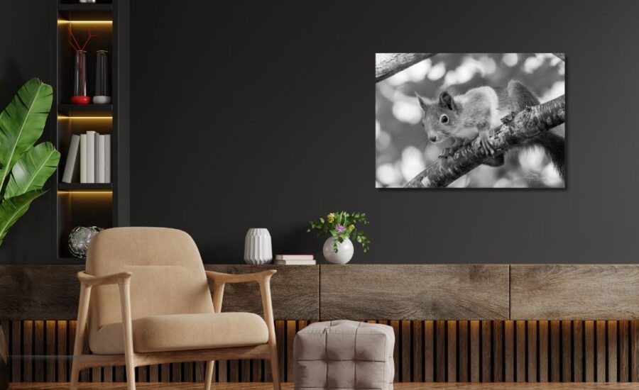 Fine Art Print - Squirrel in sunlight II. Visit the gallery to the Norwegian photographer Eva Virkesdal Eidsheim.