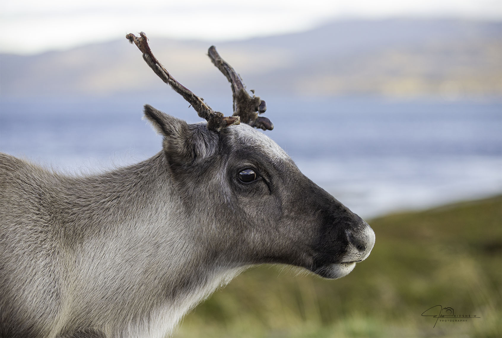 Fine Art Print - Young reindeer Finnmark II. Visit the gallery to the norwegian photographer Eva Virkesdal Eidsheim.