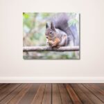 Fine Art Prints. Squirrel with nut III. Visit the gallery to the Norwegian photographer Eva Virkesdal Eidsheim.