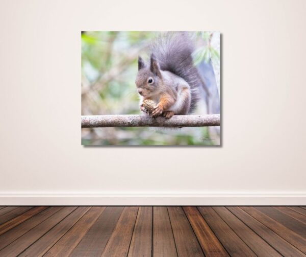 Fine Art Prints. Squirrel with nut III. Visit the gallery to the Norwegian photographer Eva Virkesdal Eidsheim.