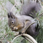 Fine Art Prints. Squirrel with nut II. Visit the gallery to the Norwegian photographer Eva Virkesdal Eidsheim.
