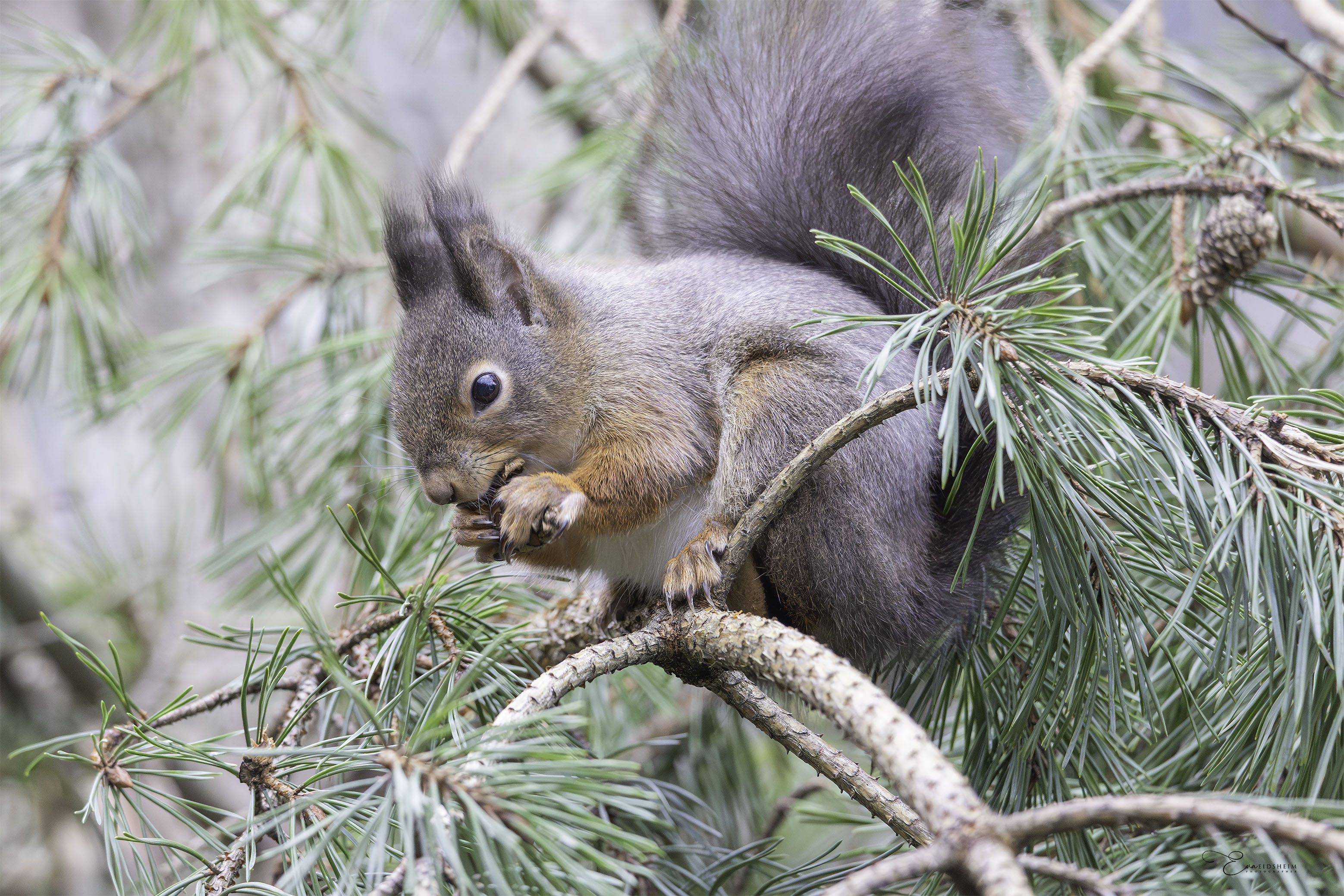 Fine Art Prints. Squirrel with nut II. Visit the gallery to the Norwegian photographer Eva Virkesdal Eidsheim.