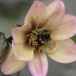 Fine Art Prints - Orange Dahlia with bumblebee I. All photographs are available in a limited edition of only 250 prints. Visit the gallery to the Norwegian photographer Eva Virkesdal Eidsheim.