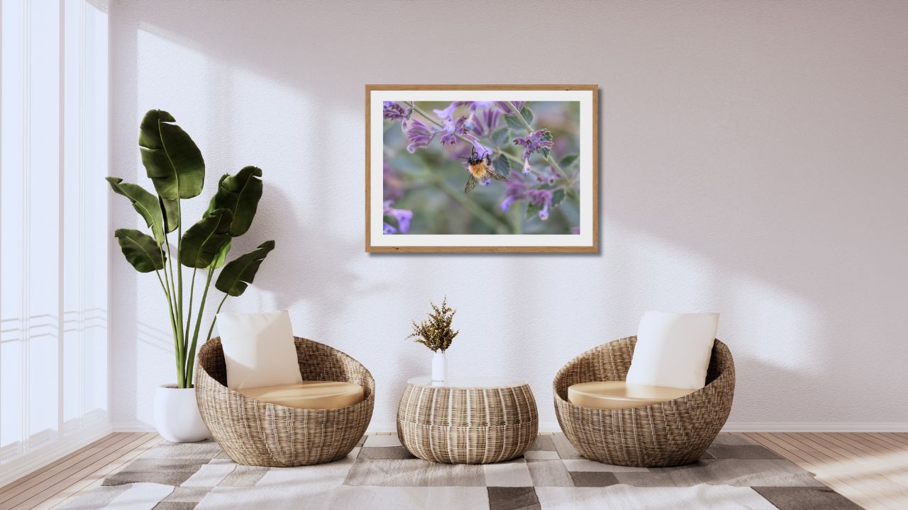Fine Art Prints - Bumblebee on purble flower I. All photographs are available in a limited edition of only 250 prints. Visit the gallery of the Norwegian photographer Eva Virkesdal Eidsheim.
