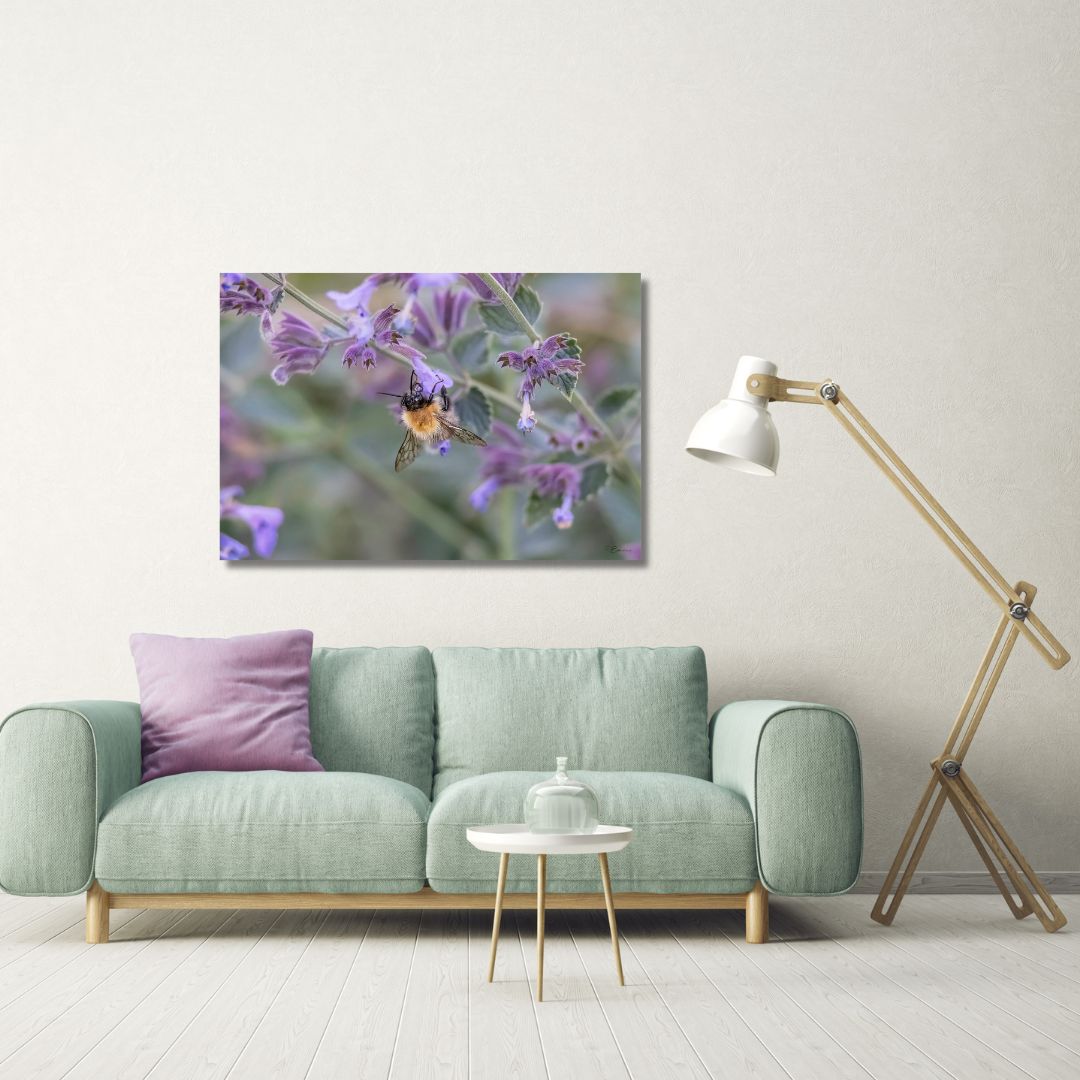 Fine Art Prints - Bumblebee on purble flower I. All photographs are available in a limited edition of only 250 prints. Visit the gallery to the Norwegian photographer Eva Virkesdal Eidsheim.