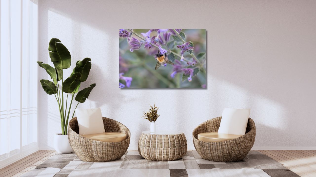 Fine Art Prints - Bumblebee on purble flower I. All photographs are available in a limited edition of only 250 prints. Visit the gallery to the Norwegian photographer Eva Virkesdal Eidsheim.