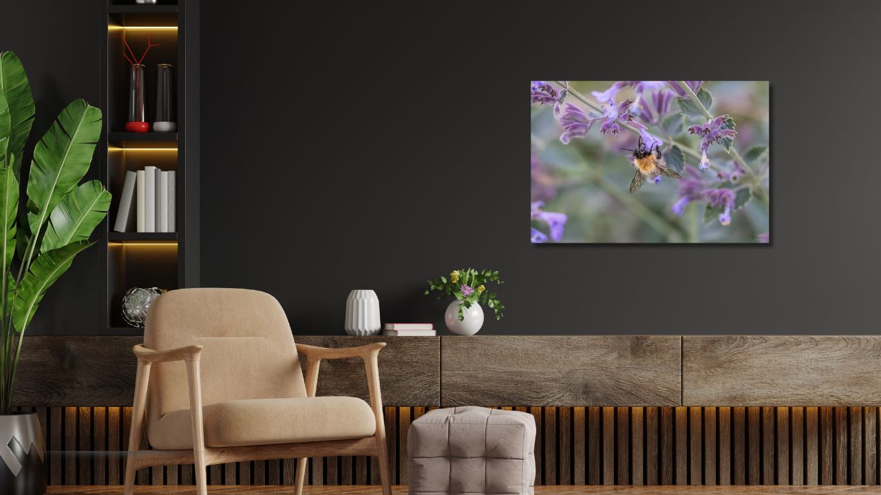 Fine Art Prints - Bumblebee on purble flower I. All photographs are available in a limited edition of only 250 prints. Visit the gallery to the Norwegian photographer Eva Virkesdal Eidsheim.
