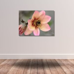 Fine Art Prints - Orange Dahlia with bumblebee I. All photographs are available in a limited edition of only 250 prints. Visit the gallery to the Norwegian photographer Eva Virkesdal Eidsheim.