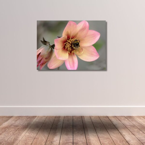 Fine Art Prints - Orange Dahlia with bumblebee I. All photographs are available in a limited edition of only 250 prints. Visit the gallery to the Norwegian photographer Eva Virkesdal Eidsheim.