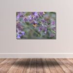 Fine Art Prints - Bumblebee on purble flower II. All photographs are available in a limited edition of only 250 prints. Visit the gallery to the Norwegian photographer Eva Virkesdal Eidsheim.