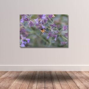 Fine Art Prints - Bumblebee on purble flower II. All photographs are available in a limited edition of only 250 prints. Visit the gallery to the Norwegian photographer Eva Virkesdal Eidsheim.