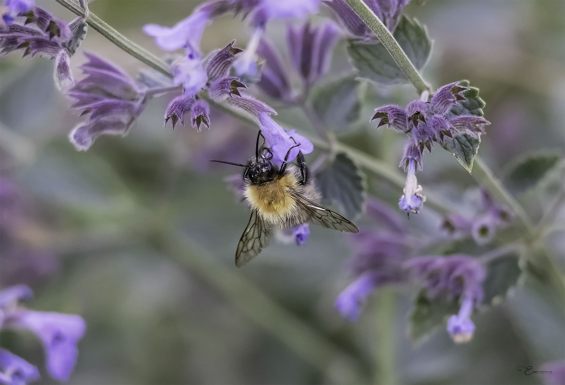 Fine Art Prints - Bumblebee on purble flower I. All photographs are available in a limited edition of only 250 prints. Visit the gallery to the Norwegian photographer Eva Virkesdal Eidsheim.