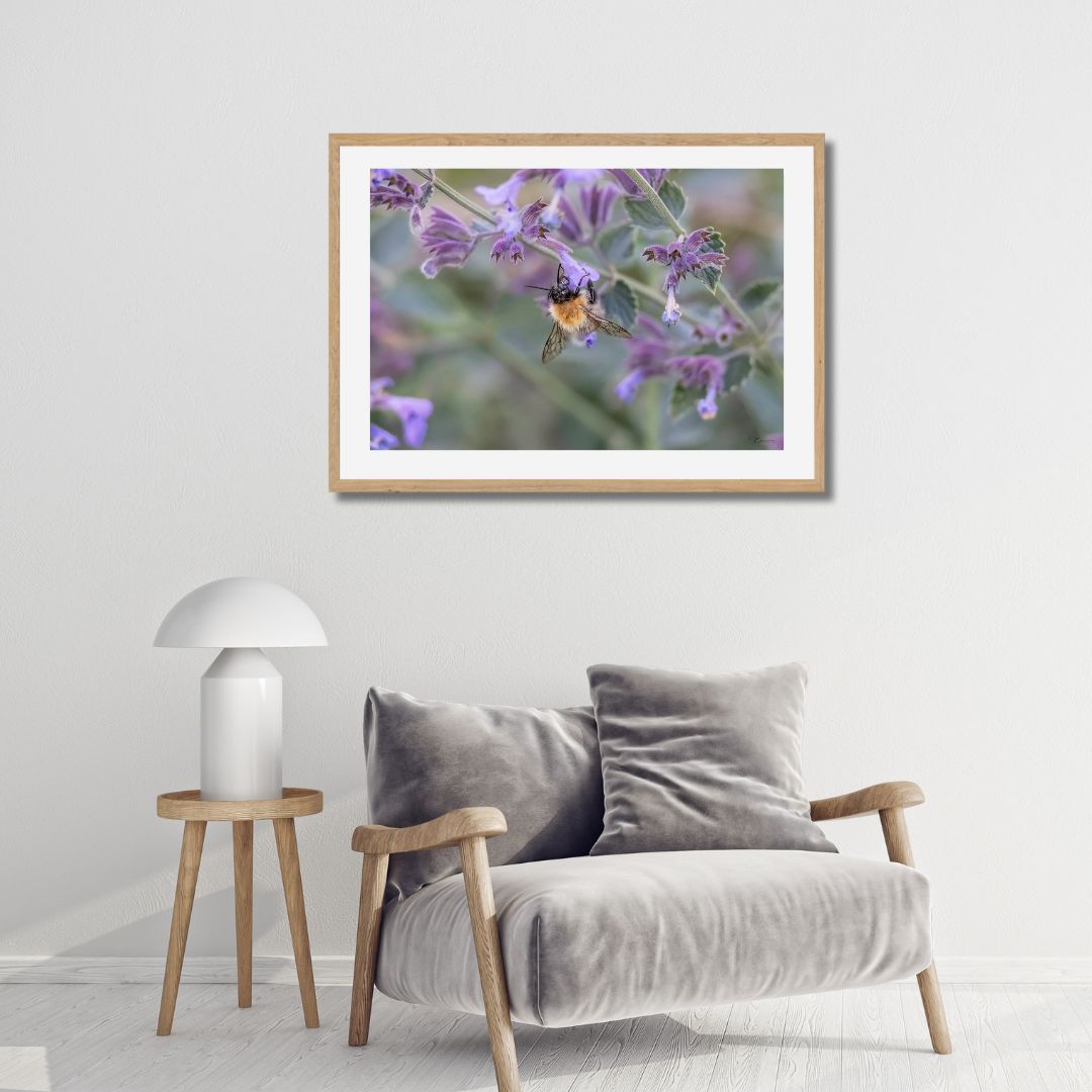Fine Art Prints - Bumblebee on purble flower I. All photographs are available in a limited edition of only 250 prints. Visit the gallery to the Norwegian photographer Eva Virkesdal Eidsheim.
