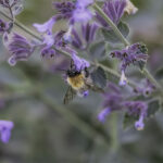 Fine Art Prints - Bumblebee on purble flower II. All photographs are available in a limited edition of only 250 prints. Visit the gallery to the Norwegian photographer Eva Virkesdal Eidsheim.